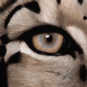 国产成人无码内射
