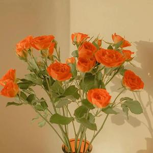 国产成人无码内射
